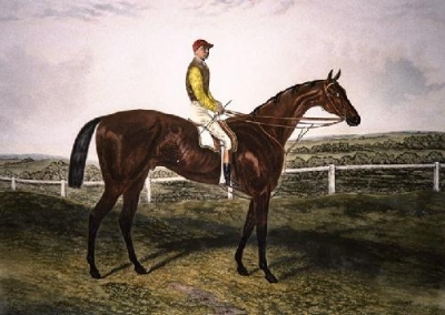 Australian racehorse head study