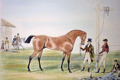 Racehorse