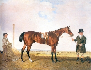 New South Wales racehorse
