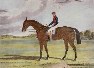Racehorse