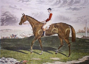 Racehorse