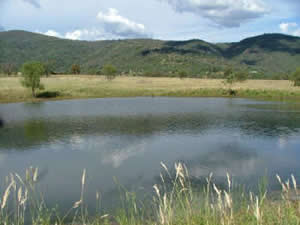 Swimming Horses