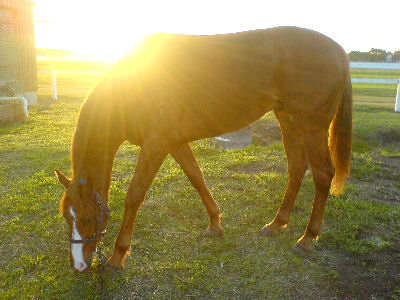 Jason Coyle Racing Stables