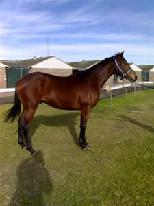 Jason Coyle Racing Stables
