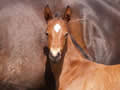 Happy Horses