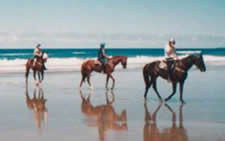 Working Horses at Seven Mile Beach