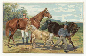 Northern Territory racehorse