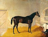 Northern Territory racehorse
