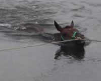Swimming Horses