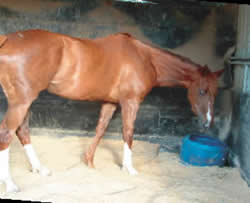 Happy Horse