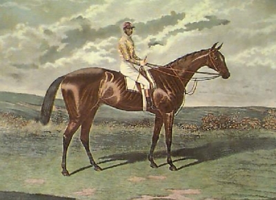 Queensland racehorse
