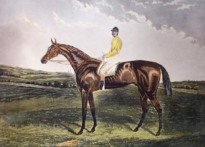 RACEHORSE