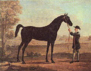 Thoroughbred in South Australia