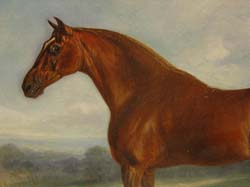 Tasmanian racehorse