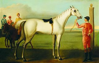 Tasmanian racehorse