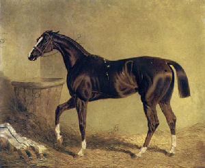 Racehorse