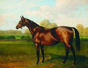 Racehorse at full stride in Victoria