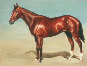 Thoroughbred on a Western Australian track