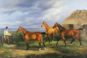 Western Australian racehorse